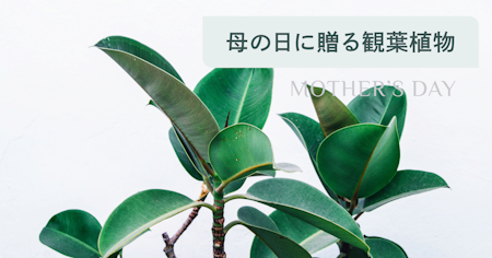 母の日に贈る観葉植物おすすめ10選｜花言葉・育てやすさで選ぶ失敗しないギフト