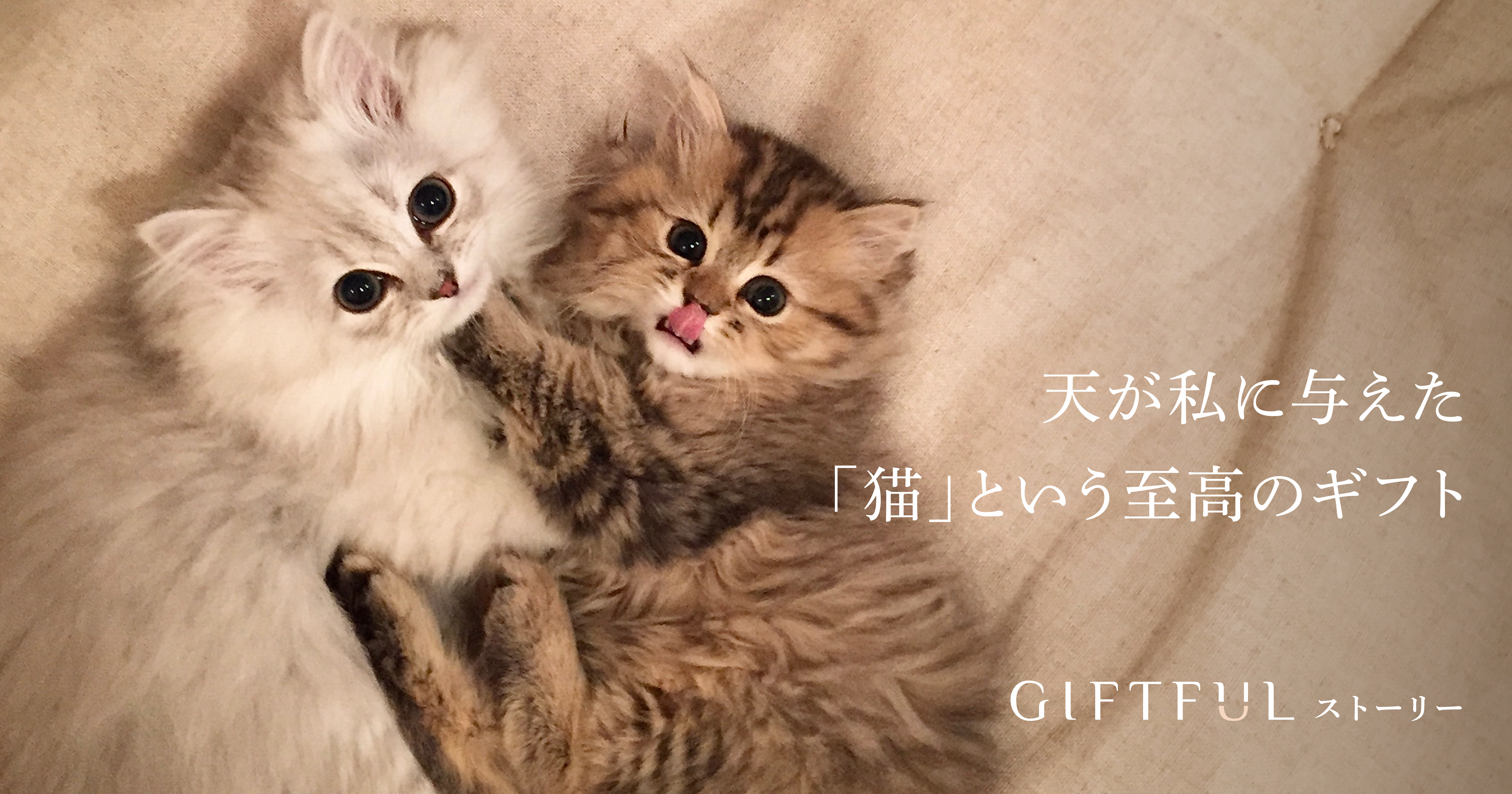 【中古】 ネコが結婚をつれてくる 「愛には愛がかえってくるよ」と猫がいう/大和出版（文京区）/麻生圭子 中古】 ネコが結婚をつれてくる 「愛には愛がかえってくるよ」